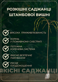 Вишня Шаровидная на штамбе (возраст от 2-х лет, высота 1,5-1,8м)19