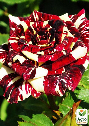 Роза чайно-гибридная "Фокус Покус" (саженец класса АА+) высший сорт