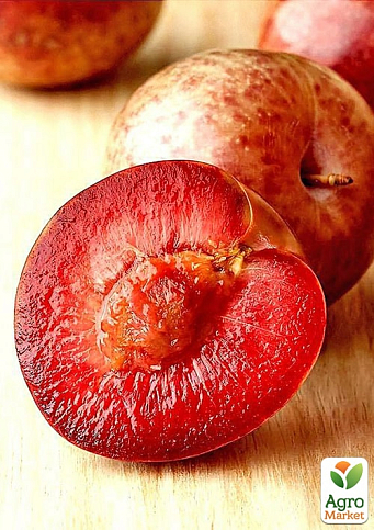Слива-абрикос красномясая "Плуот" укорененная в контейнере (саженец 2 года)