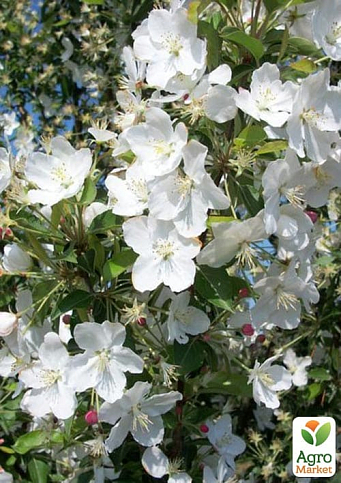 LMTD Яблоня райское "Adirondack" высота 50-70см - фото 6