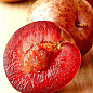 Слива-абрикос червоном'яса "Плуот" укорінена в контейнері (саджанець 2 роки) 