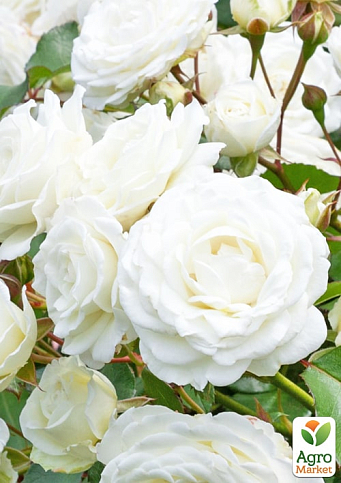 LMTD Роза 2-х летняя "Wedding White" (укорененный саженец в горшке, высота 25-35см) - фото 2