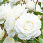 LMTD Роза 2-х летняя "Wedding White" (укорененный саженец в горшке, высота 25-35см) купить