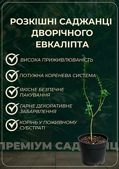 Эвкалипт комнатный лимонный "Флагман" 2х летний саженец высота 50-60см8