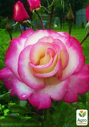 Троянда плетиста "Хендель" (саджанець класу АА +) вищий сорт - фото 2