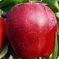Яблуня "Глостер" (зимовий сорт, пізній термін дозрівання)