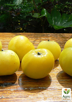 Яблуня "Жовте райське яблучко" (літній сорт)2