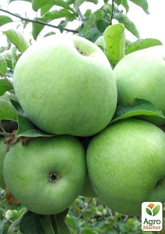 Яблоня "Гренни Смит" (зимний сорт, поздний срок созревания) - фото 5