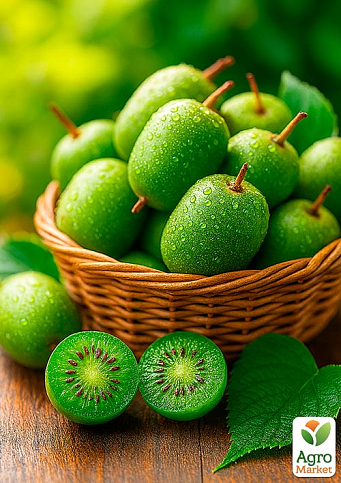 Актинідія "Римма" (міні-ківі, морозостійкий сорт, пізній термін дозрівання) - фото 7