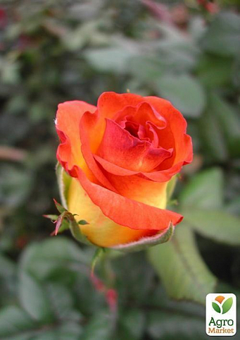 Роза чайно-гибридная "Бирди" (саженец класса АА+) высший сорт