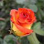 Роза чайно-гибридная "Бирди" (саженец класса АА+) высший сорт