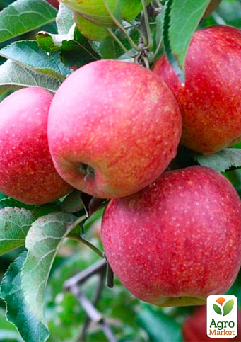 Яблоня "Горец" (зимний сорт, поздний срок созревания)