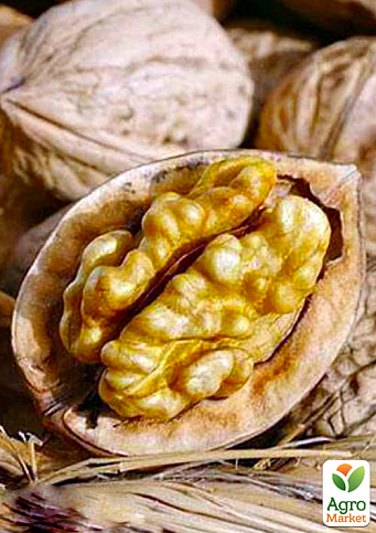 Эксклюзив! Грецкий орех  "Лунный камень" (Moon rock) (премиальный, крупноплодный, тонкошкурый сорт, раннего срока созревания)