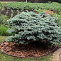 Бордюр садовый пластиковый Country Standard H100 6м коричневый (82952-6-BN) купить