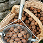 Ролл для сбора фундука, грецкого ореха "Орехосборник" ( быстрый и удобный сбор урожая) цена
