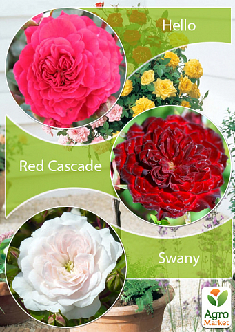 Окулянти Троянди на штамбі Триколор «Hello + Red Cascade + Swany»