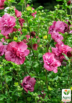 Гібіскус сирійський "Magenta Chiffon" С2, висота 45-70 см23