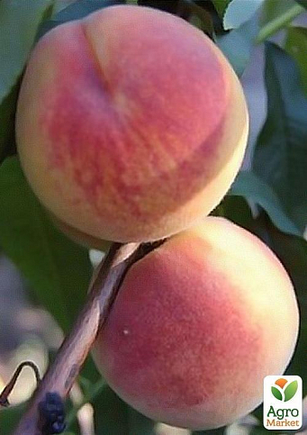 Персик київський ранній: сорт, висадження, догляд та поради по вирощуванню
