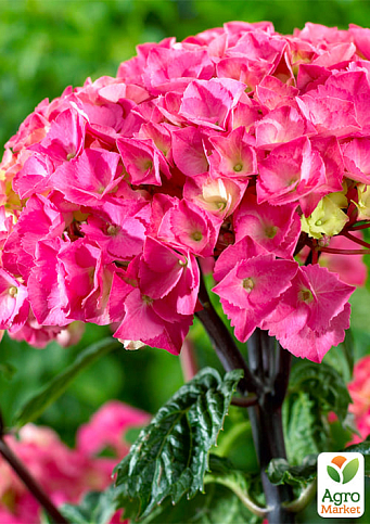 Гортензия крупнолистная "Black Steel Flamingo" вазон Р9