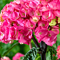 Гортензия крупнолистная "Black Steel Flamingo" вазон Р9