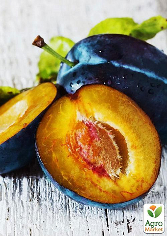 Ексклюзив! Слива темно-синя "Галактика" (Galaxy) (канадська селекція, преміальний супер соковитий сорт) - фото 8