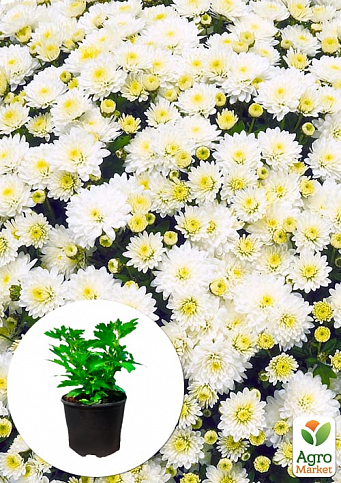 Хризантема мультифлора шарообразная "Jasoda White"  - фото 3