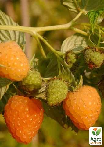 Малина "Зюгана Голд" вкорінена в контейнері (ремонтантний сорт) - фото 8