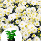 Хризантема мультифлора куляста "Jasoda White" цена