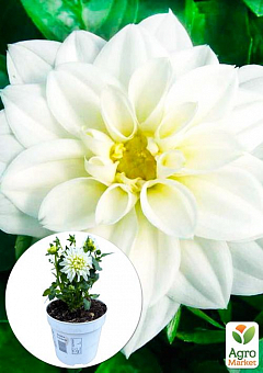 LMTD Георгина низкорослая крупноцветковая "Figaro White Shades" (цветущая)1