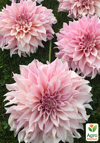 Георгина "Cafe Au Lait Royal" (гигантский цветок)