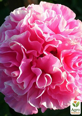 Півонія трав'яниста "Koningen Witnelmina" 1шт в упаковці