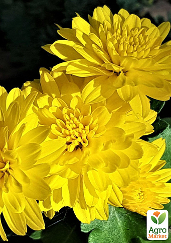 Хризантема букетная срезочная "Dexter Yellow" (вазон С1 высота 20-30см)