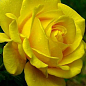 Роза чайно-гібридна "Парфум де Енві (заздрість)"