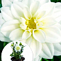 LMTD Георгина низкорослая крупноцветковая "Figaro White Shades" (цветущая)