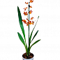 Орхидея Камбрия "Catatante Pacific Sun Spots" цена