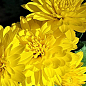 Хризантема букетна зрізувальна "Dexter Yellow" (вазон С1 висота 20-30см)