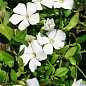 Барвинок белый "Alba Vinca minor" вазон С2