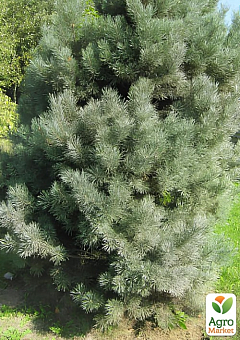 Сосна звичайна "Watereri" (ком/сітка), висота 130-150см8