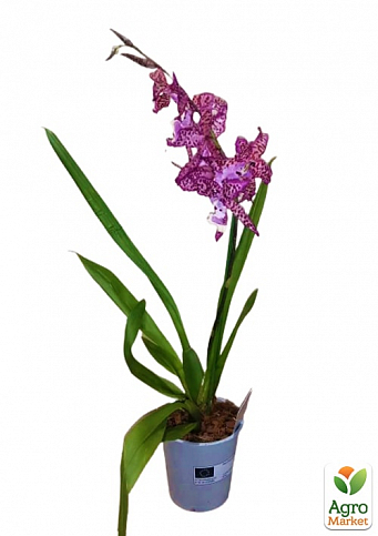 Орхідея Камбрія "Odontioda Stirbic Purple" - фото 3