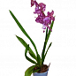 Орхідея Камбрія "Odontioda Stirbic Purple" цена