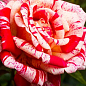 Роза чайно-гибридная "ПаПаджена" (саженец класса АА+) высший сорт