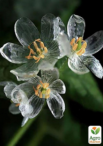 Прозрачный цветок "Скелетон" ТМ "Vesna Exclusive" 5шт - фото 4