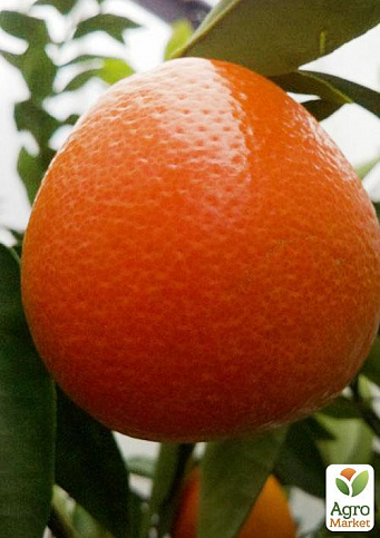 Оранжекват "Ниппон"