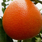Оранжекват "Ниппон"