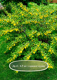 Эксклюзив! Крыжовник "Hinnonmäki Yellow (Хіннонмякі Єллоу)" (средний срок созревания, имеет очень сладкие, крупные ягоды) 12