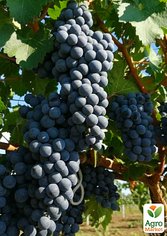 Виноград «Буффало» (винний сорт, ранньо-середній термін дозрівання, неукривний)2