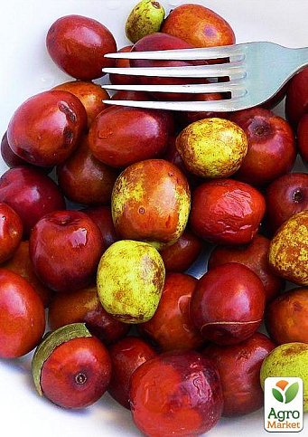 Зізіфус "Китайський 2а" (середній термін дозрівання, високоврожайний сорт) - фото 4