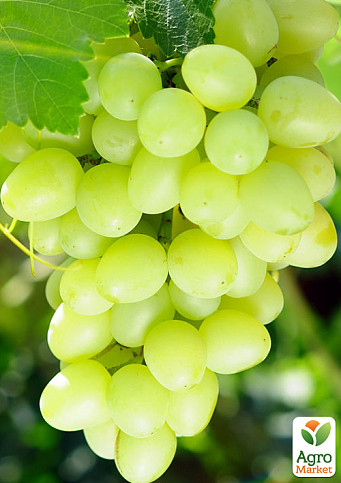 Виноград "Божий Дар" (очень ранний срок созревания, крупные грозди массой до 3000г)