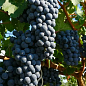 Виноград «Буффало» (винний сорт, ранньо-середній термін дозрівання, неукривний)