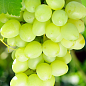 Виноград "Божий Дар" (очень ранний срок созревания, крупные грозди массой до 3000г)